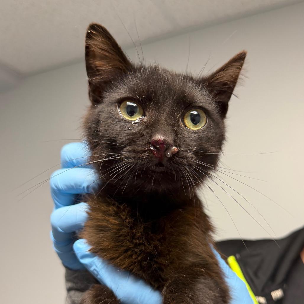 Coconut, Adoptable, Adult Male Domestic Short Hair.