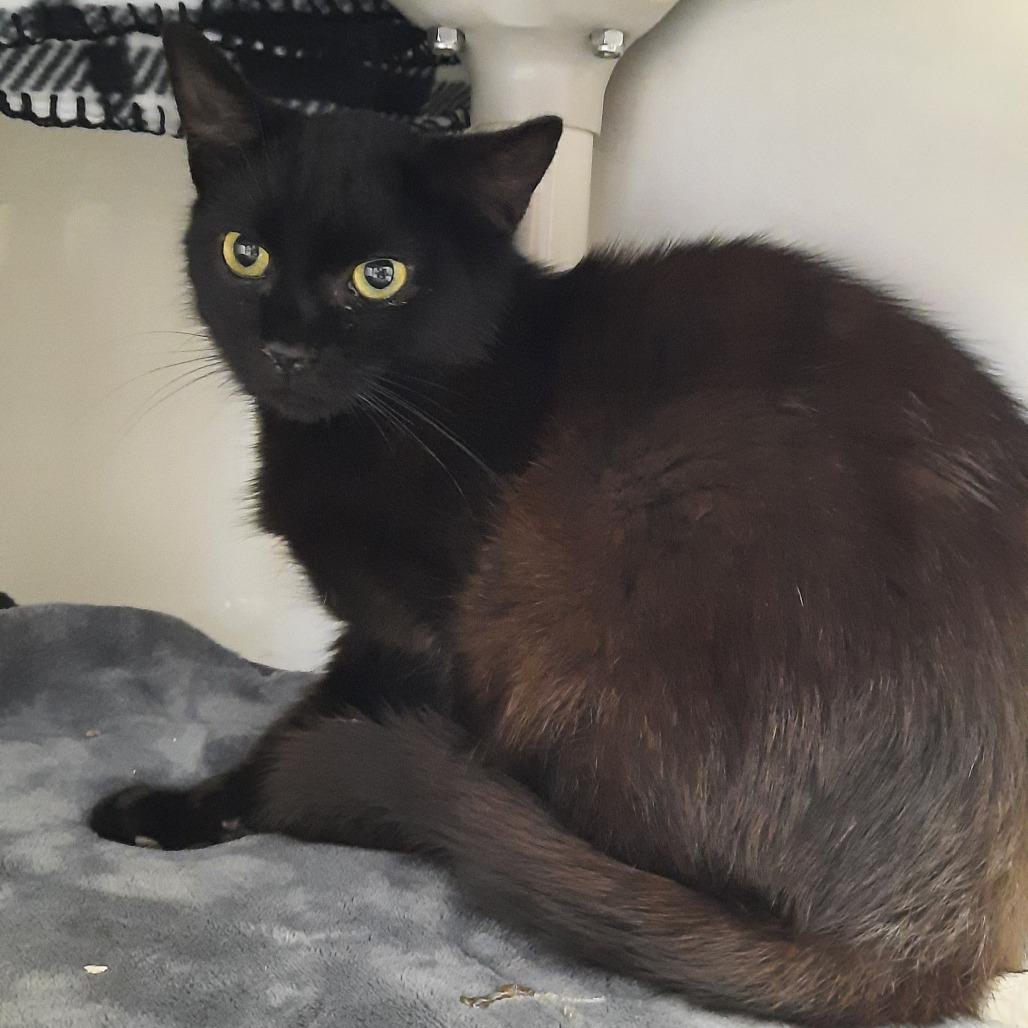 Enlarge Coconut, a Adoptable Domestic Short Hair in Watertown, NY image 2/2