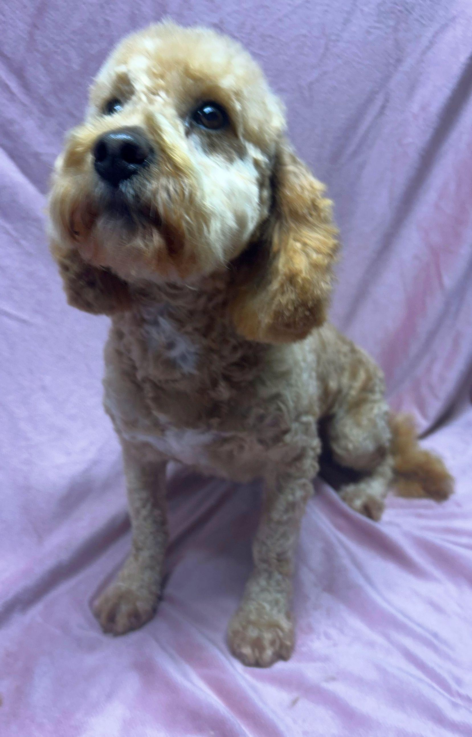  MINI MATTIE (ohiosdrescue@gmail.com), ADOPTABLE, Adult Female Goldendoodle.