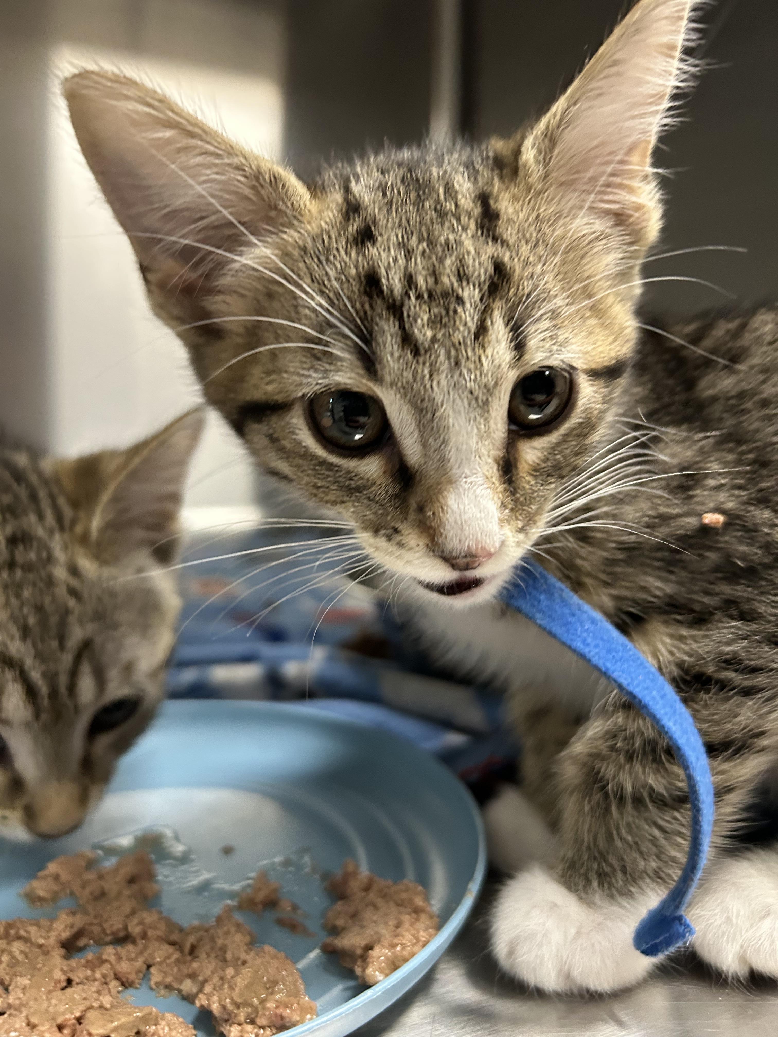 Yoda, Adoptable, Kitten Male Domestic Short Hair.