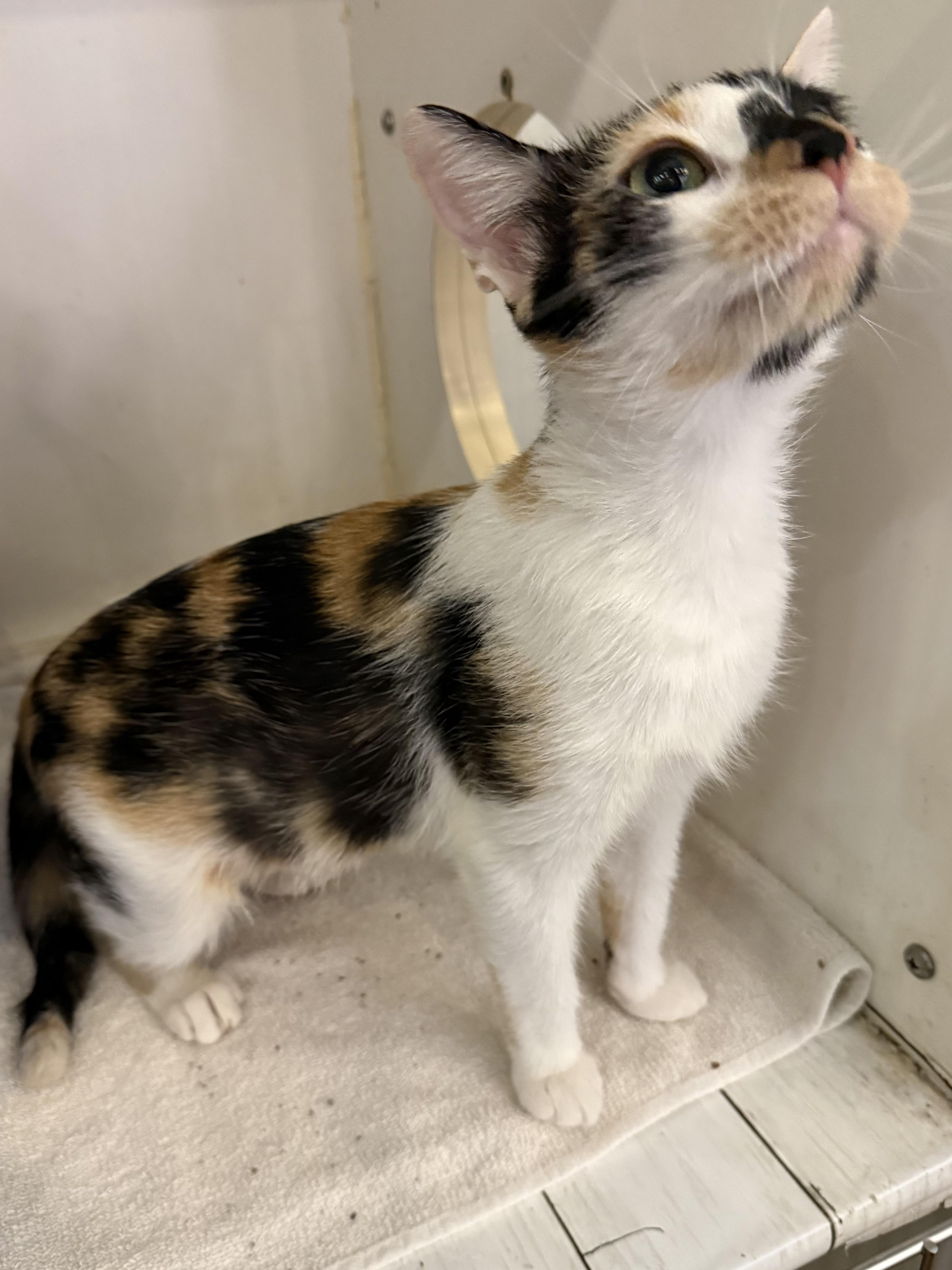 Enlarge TERRA NOVA, a Adoptable Calico in Lake Ozark, MO image 2/2