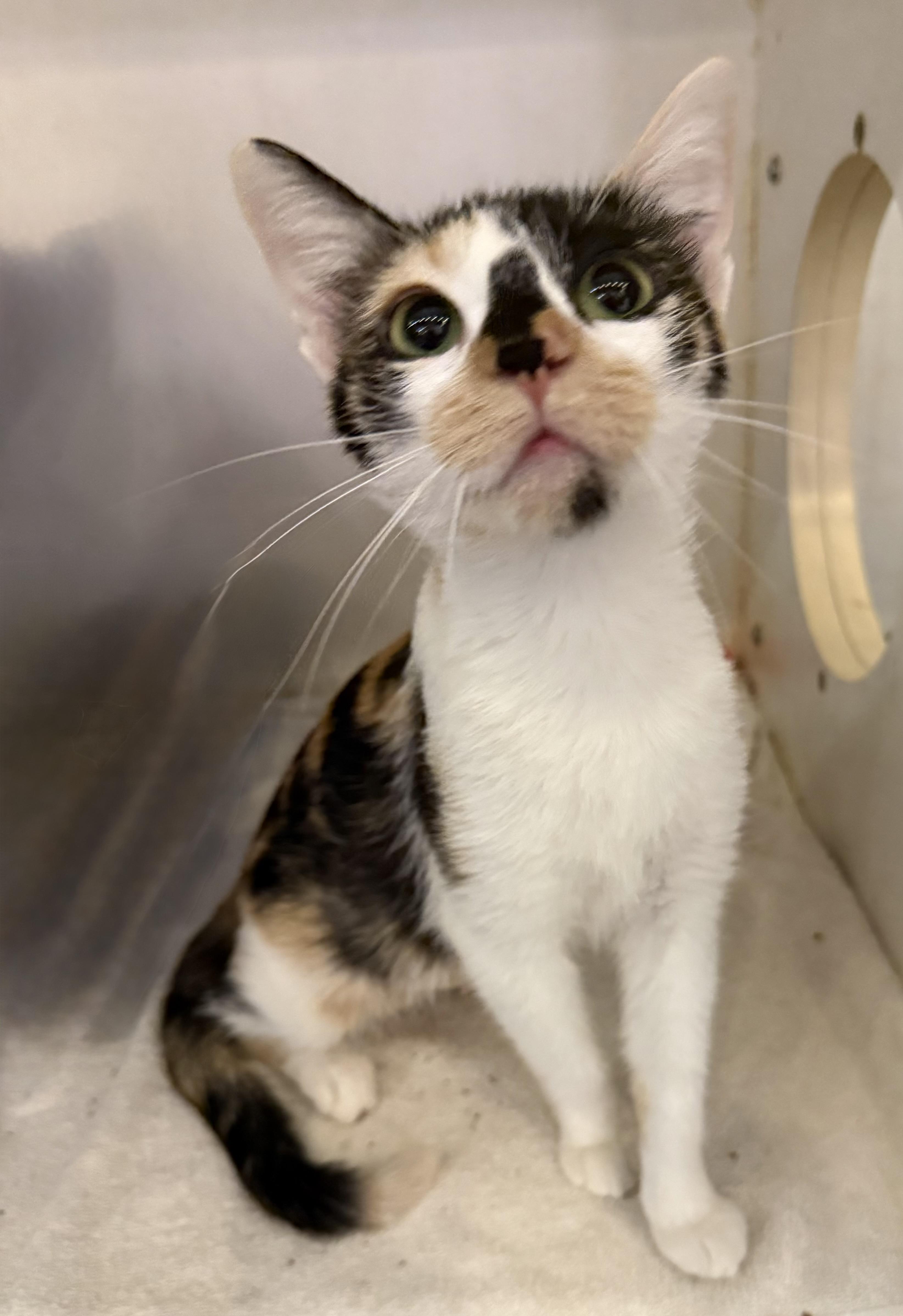 Enlarge TERRA NOVA, a Adoptable Calico in Lake Ozark, MO image 1/2