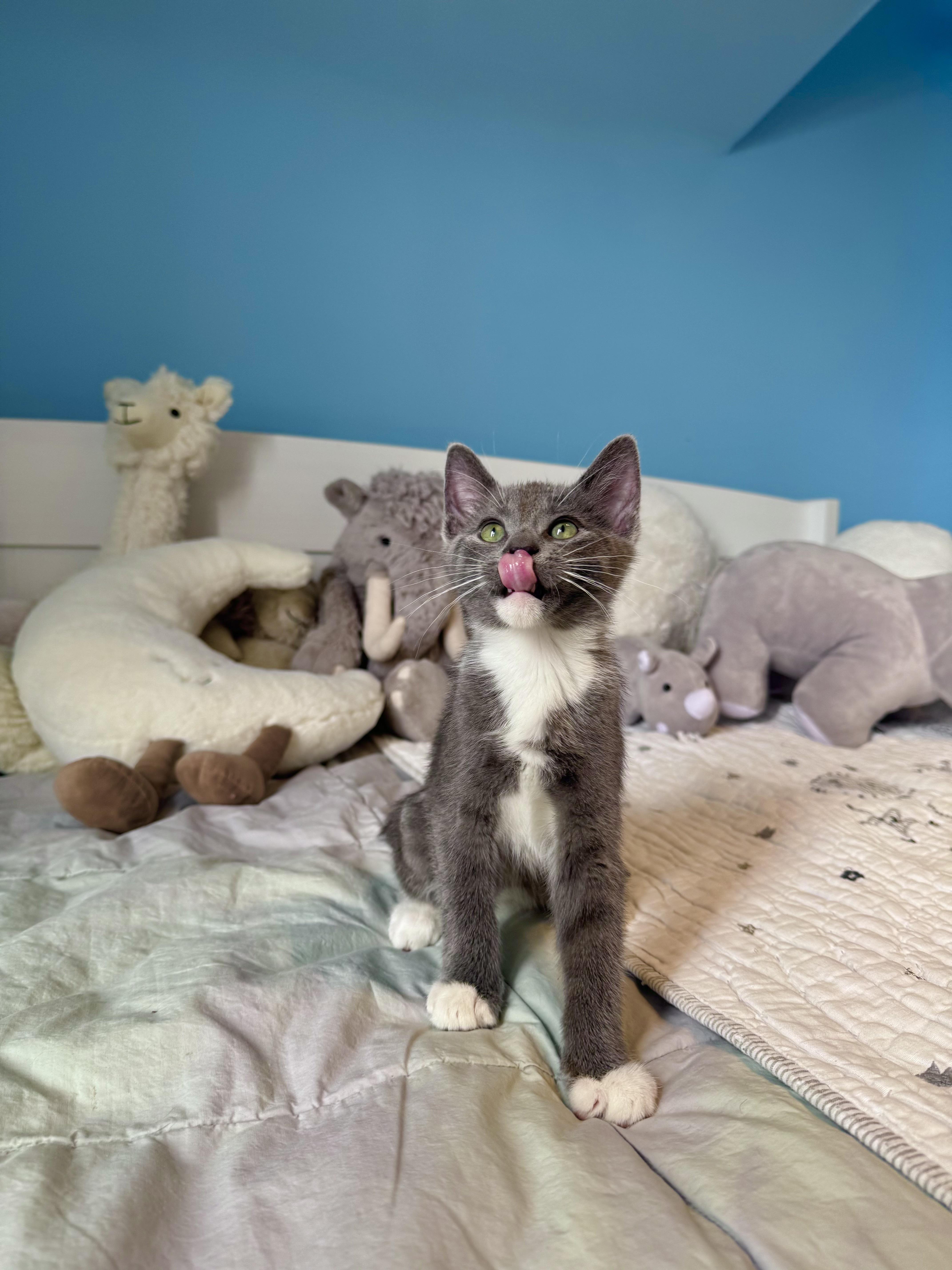 Enlarge Oreo , a ADOPTABLE Domestic Short Hair in Ramsey, NJ image 3/6