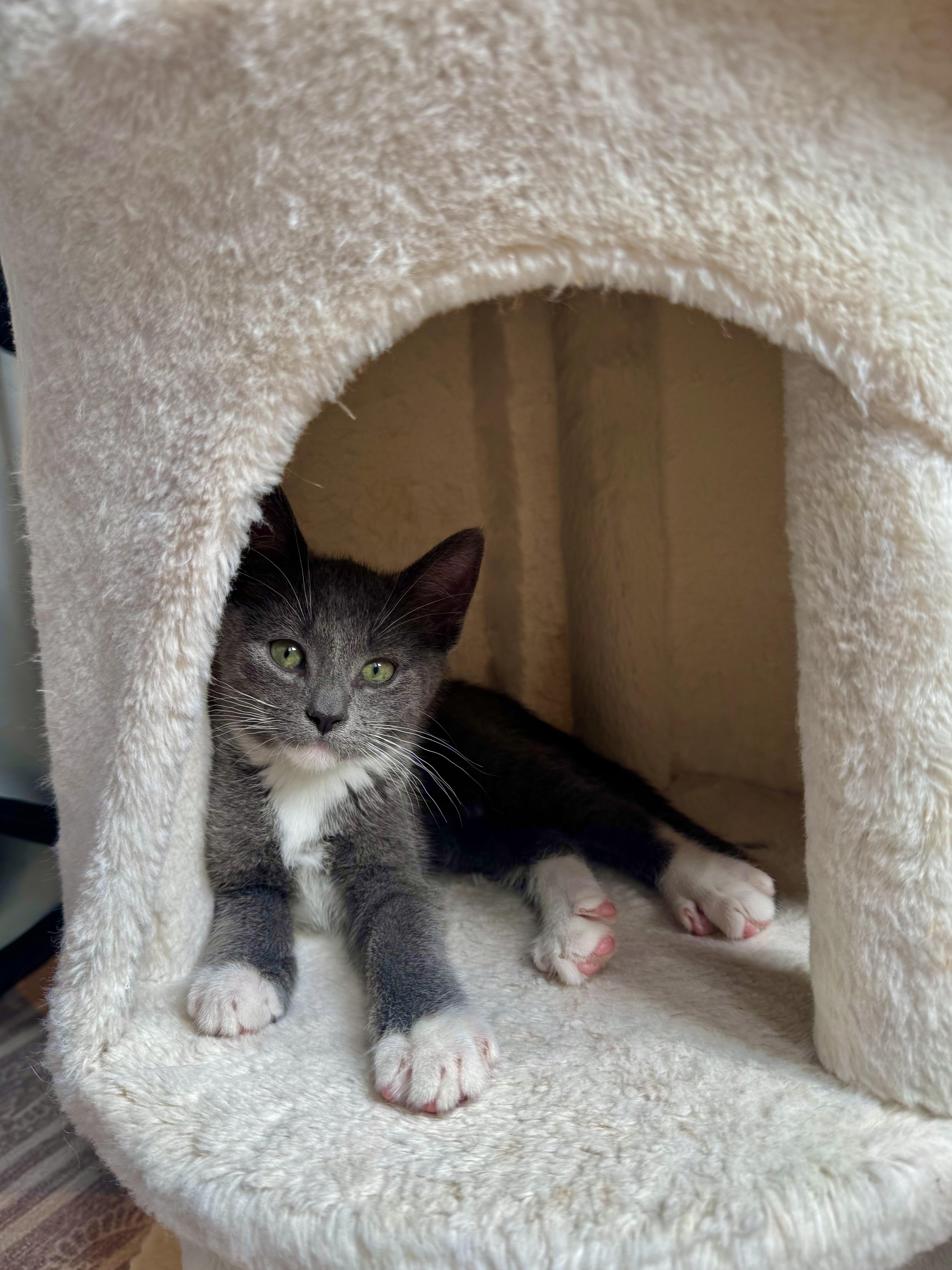 Enlarge Oreo , a ADOPTABLE Domestic Short Hair in Ramsey, NJ image 2/6