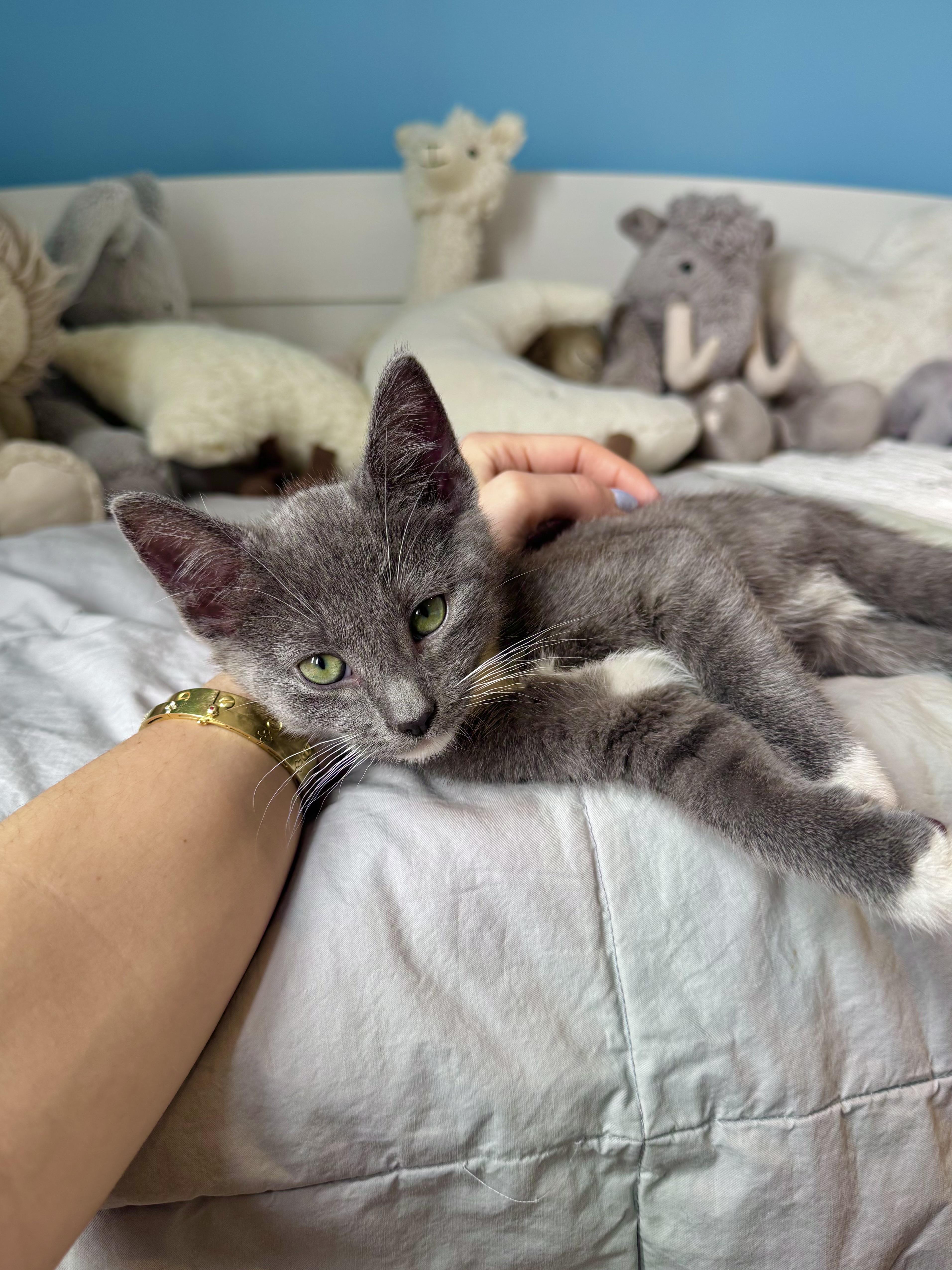 Enlarge Oreo , a ADOPTABLE Domestic Short Hair in Ramsey, NJ image 5/6