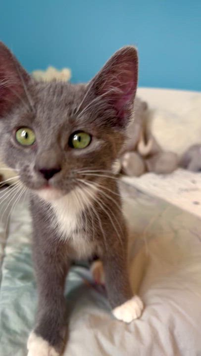 Enlarge Oreo , a ADOPTABLE Domestic Short Hair in Ramsey, NJ video 4/6