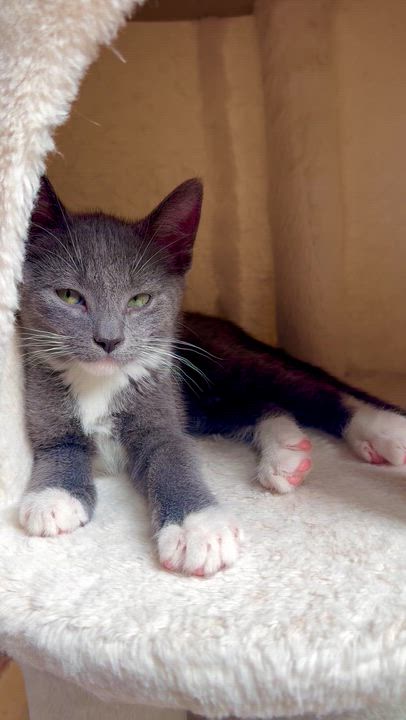 Enlarge Oreo , a ADOPTABLE Domestic Short Hair in Ramsey, NJ video 6/6