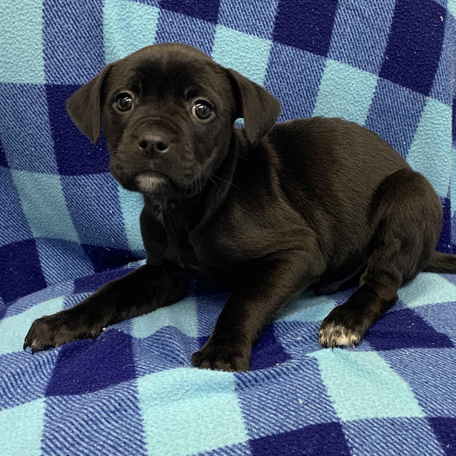 Thor, ADOPTABLE, Puppy Male Labrador Retriever & Pit Bull Terrier.