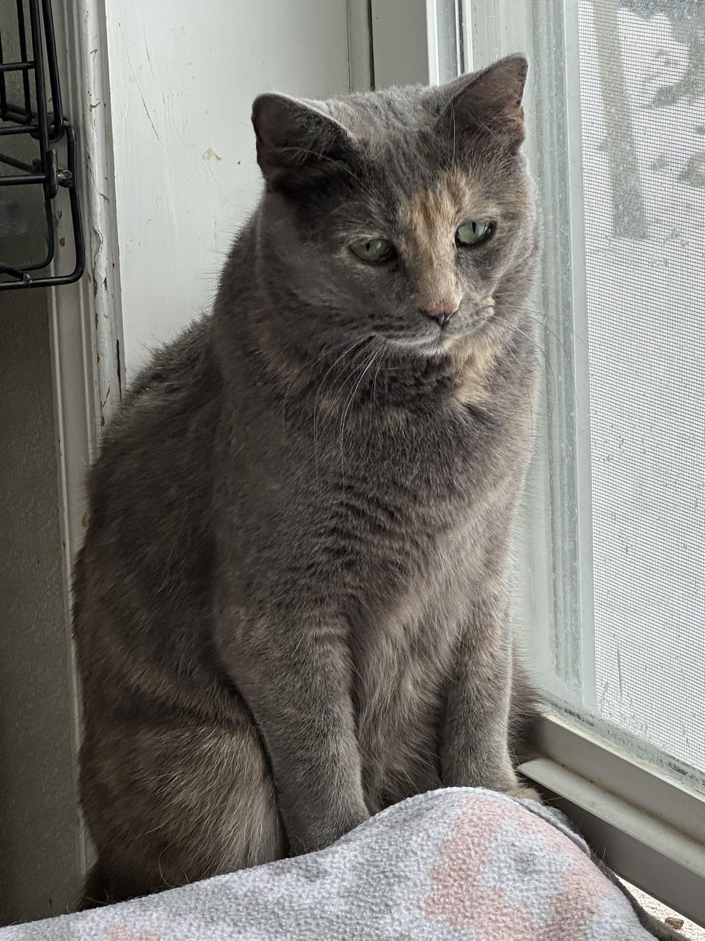 Enlarge Lilly, a Adoptable Domestic Short Hair in East Stroudsburg, PA image 1/6