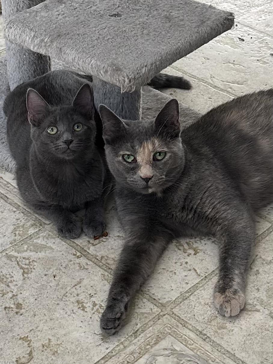 Enlarge Lilly, a Adoptable Domestic Short Hair in East Stroudsburg, PA image 4/6