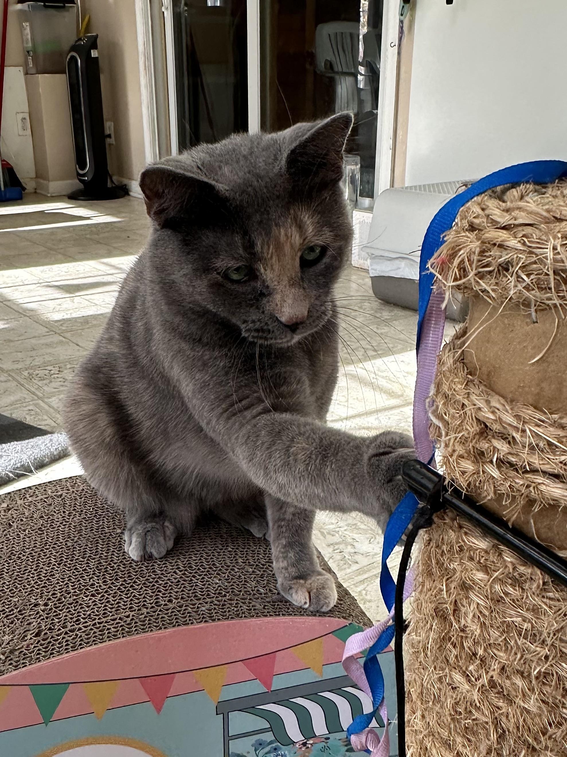 Lilly, Adoptable, Adult Female Domestic Short Hair.