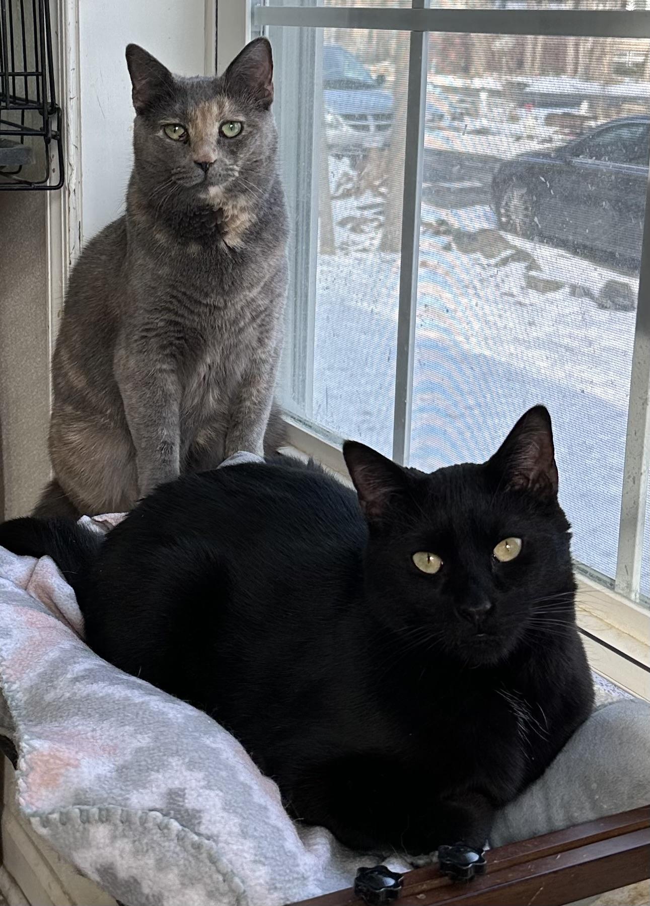 Enlarge Lilly, a Adoptable Domestic Short Hair in East Stroudsburg, PA image 2/6