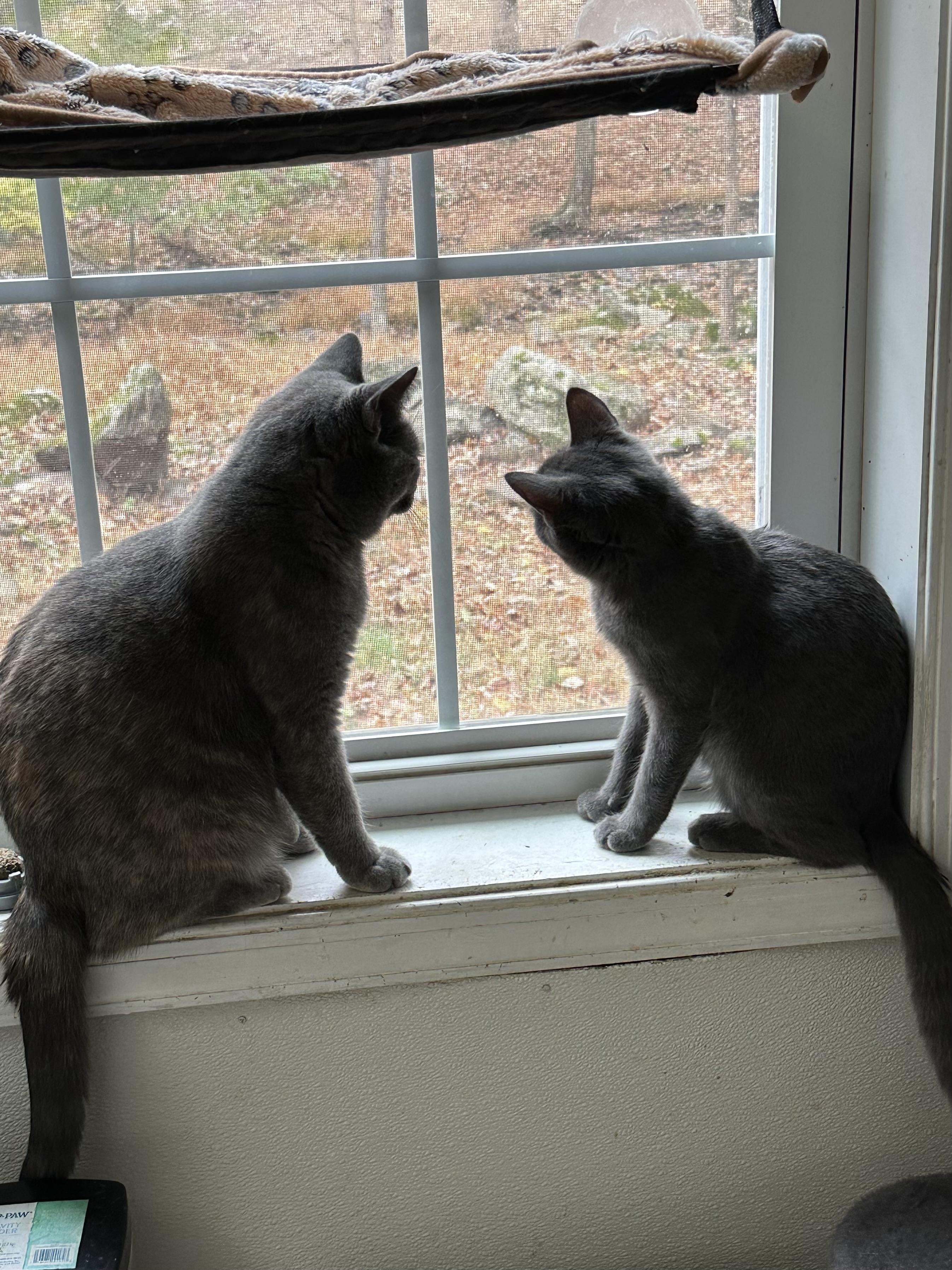 Enlarge Lilly, a Adoptable Domestic Short Hair in East Stroudsburg, PA image 5/6