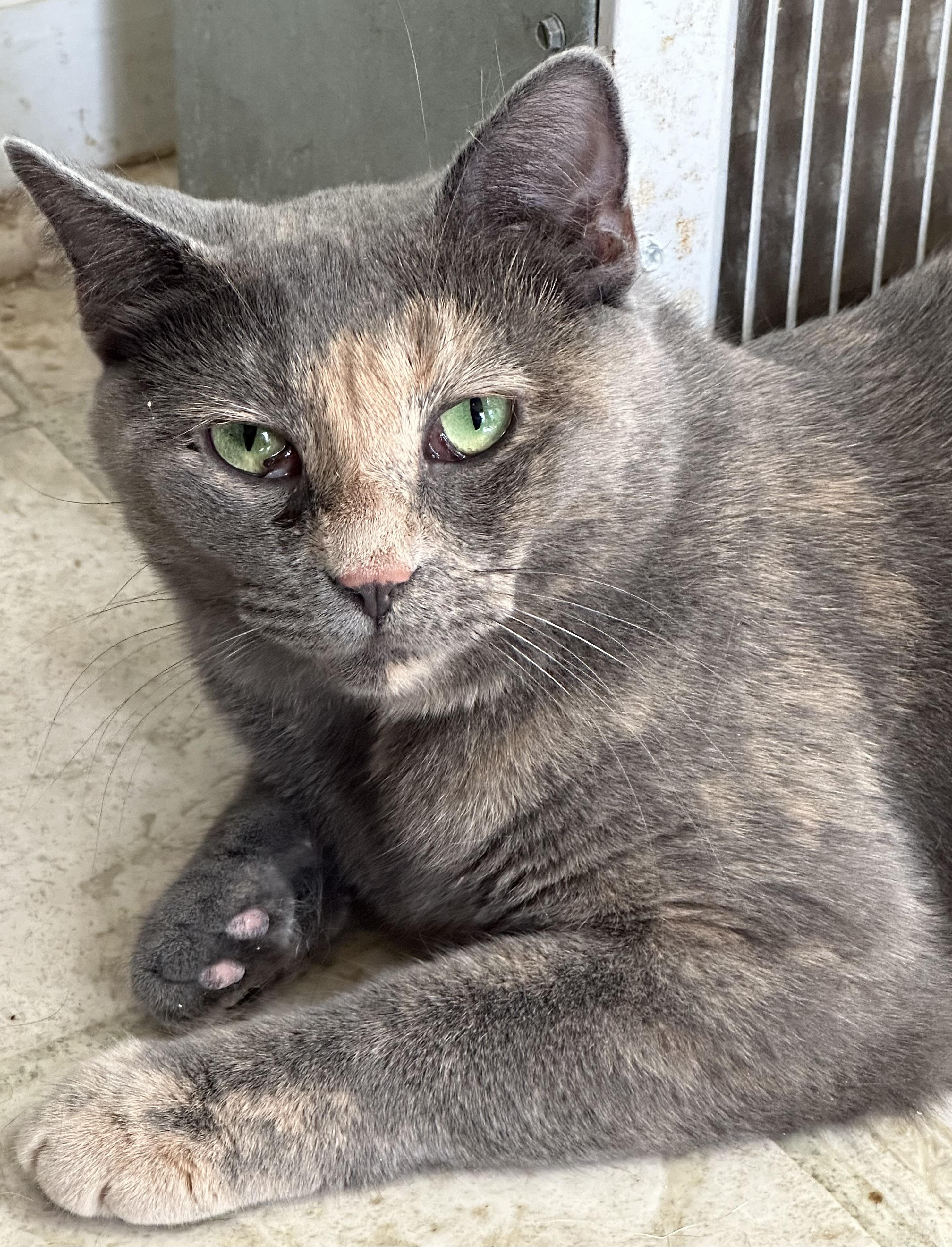 Enlarge Lilly, a Adoptable Domestic Short Hair in East Stroudsburg, PA image 6/6