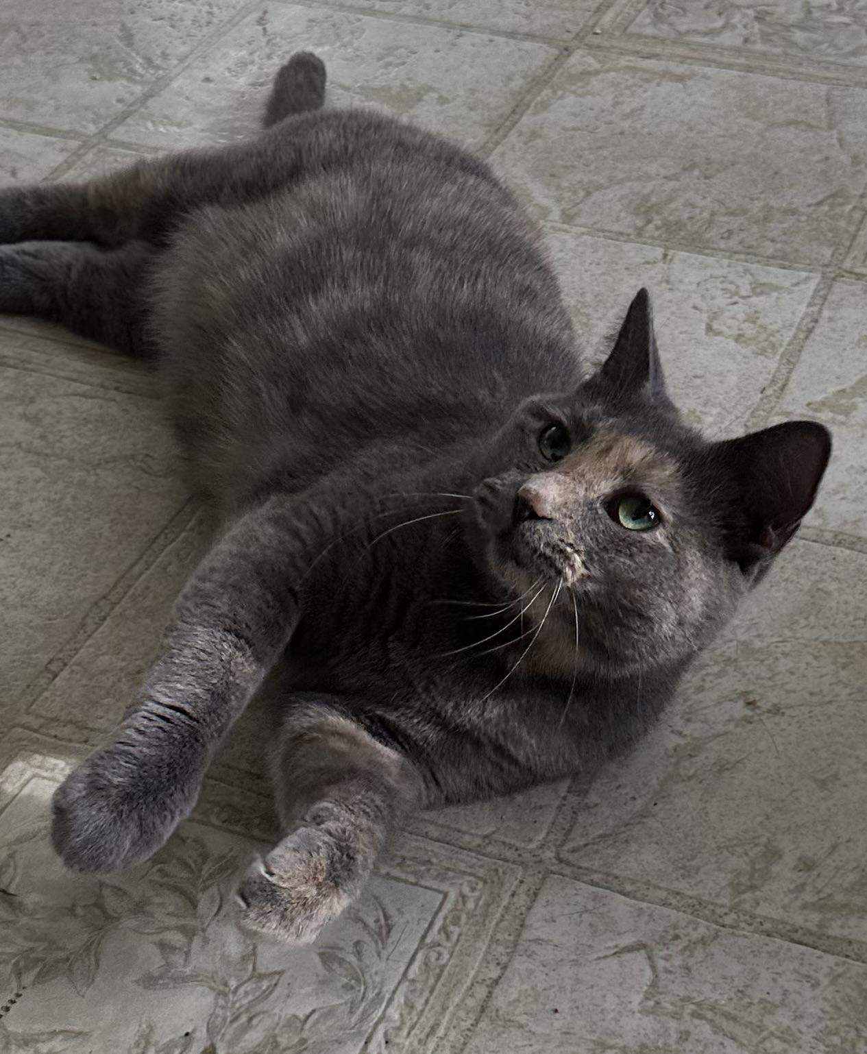 Enlarge Lilly, a Adoptable Domestic Short Hair in East Stroudsburg, PA image 1/6