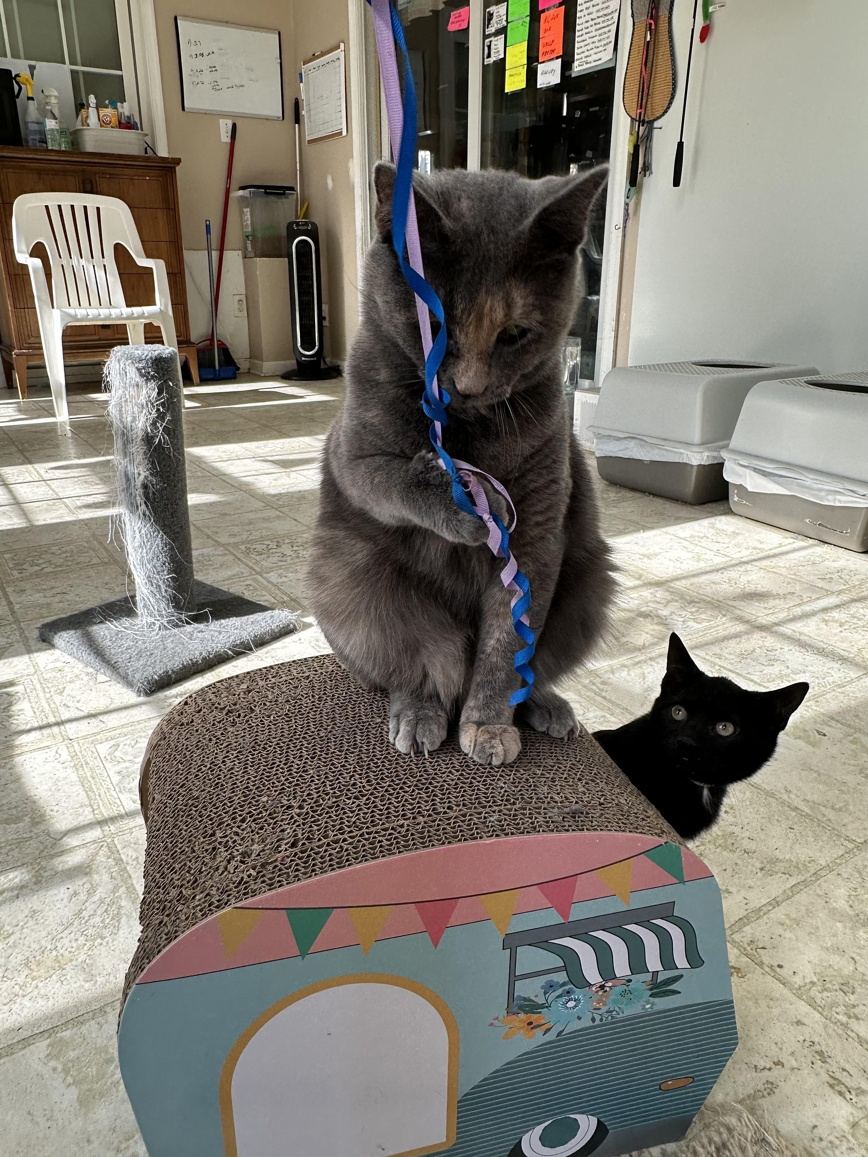 Enlarge Lilly, a Adoptable Domestic Short Hair in East Stroudsburg, PA image 3/6