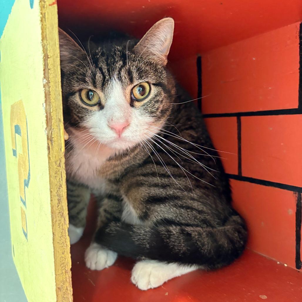Kat, Adoptable, Adult Male American Shorthair.