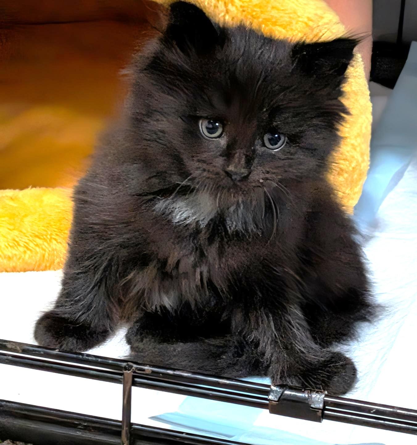 Raven & Luna, an adopted Maine Coon in Stoney Creek, ON image 3/6