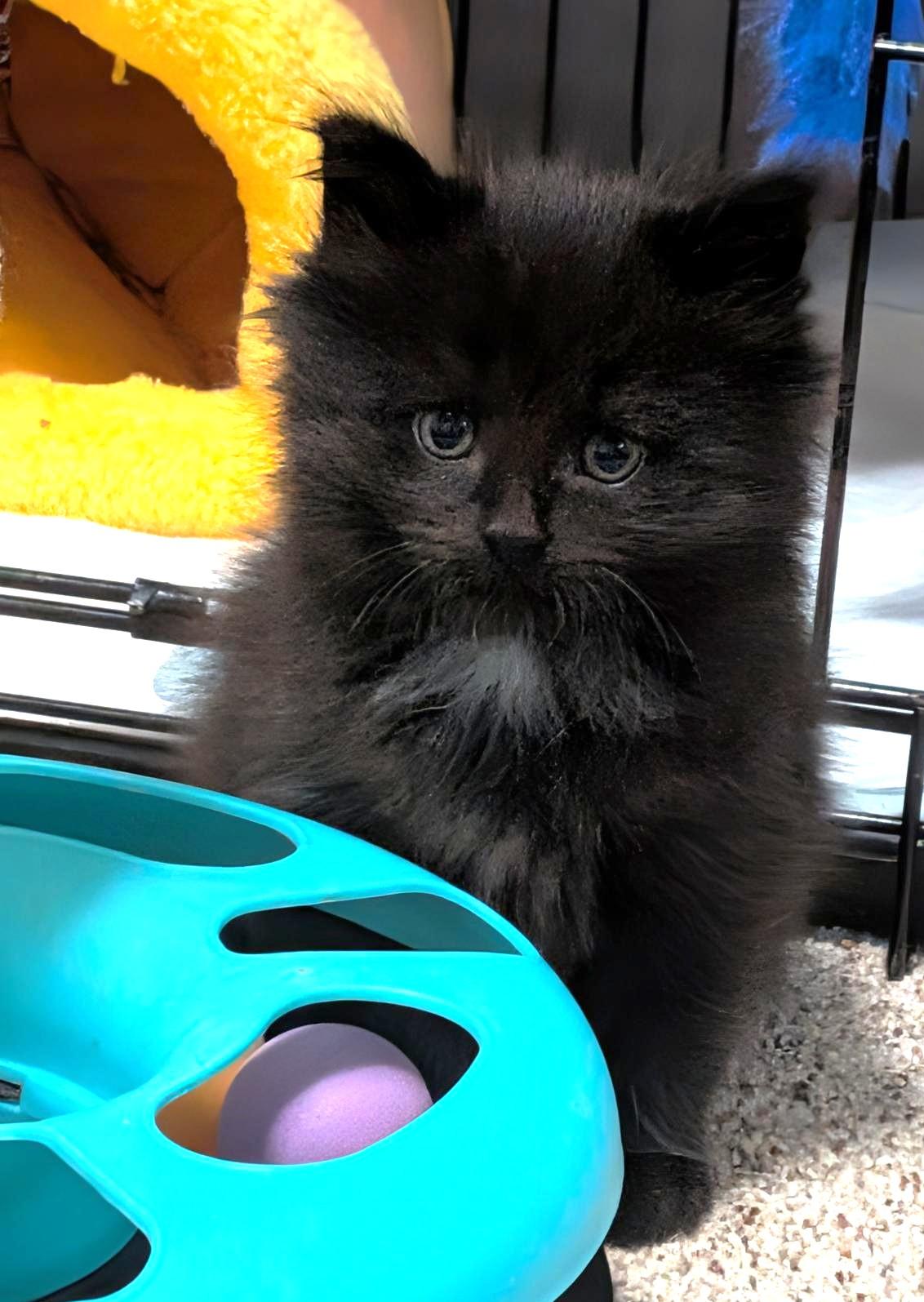 Raven & Luna, an adopted Maine Coon in Stoney Creek, ON image 4/6