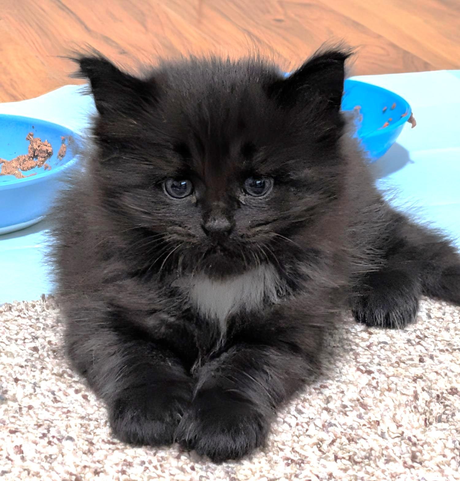 Raven & Luna, an adopted Maine Coon in Stoney Creek, ON image 1/6