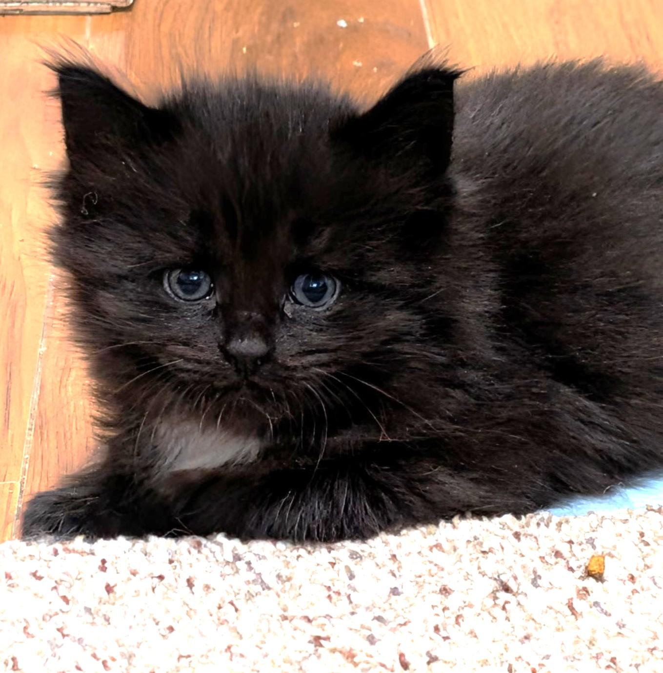 Raven & Luna, an adopted Maine Coon in Stoney Creek, ON image 5/6