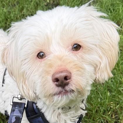 Koda, Adoptable, Young Male Mixed Breed & Mixed Breed.