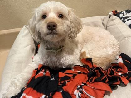 Koda, an adopted mixed breed in Pleasanton, CA image 2/4