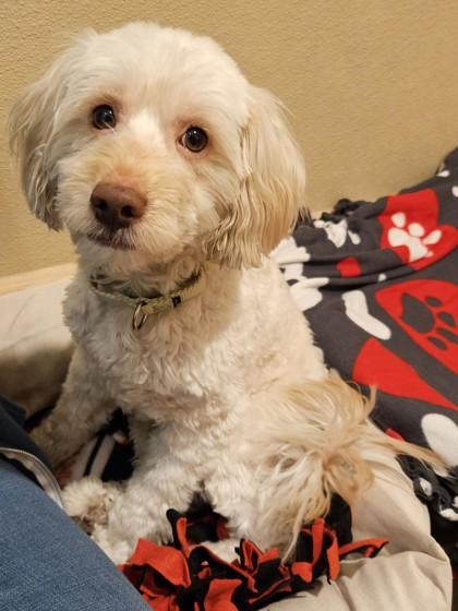 Koda, an adopted mixed breed in Pleasanton, CA image 3/4