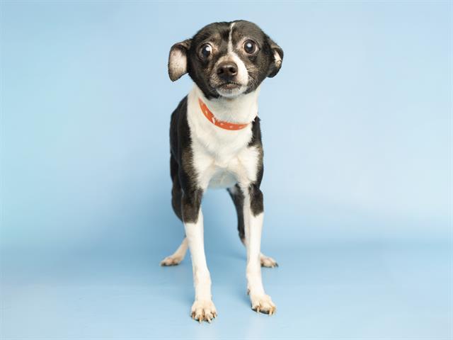 ENZO, Adoptable, Adult Male Chihuahua & Mixed Breed.