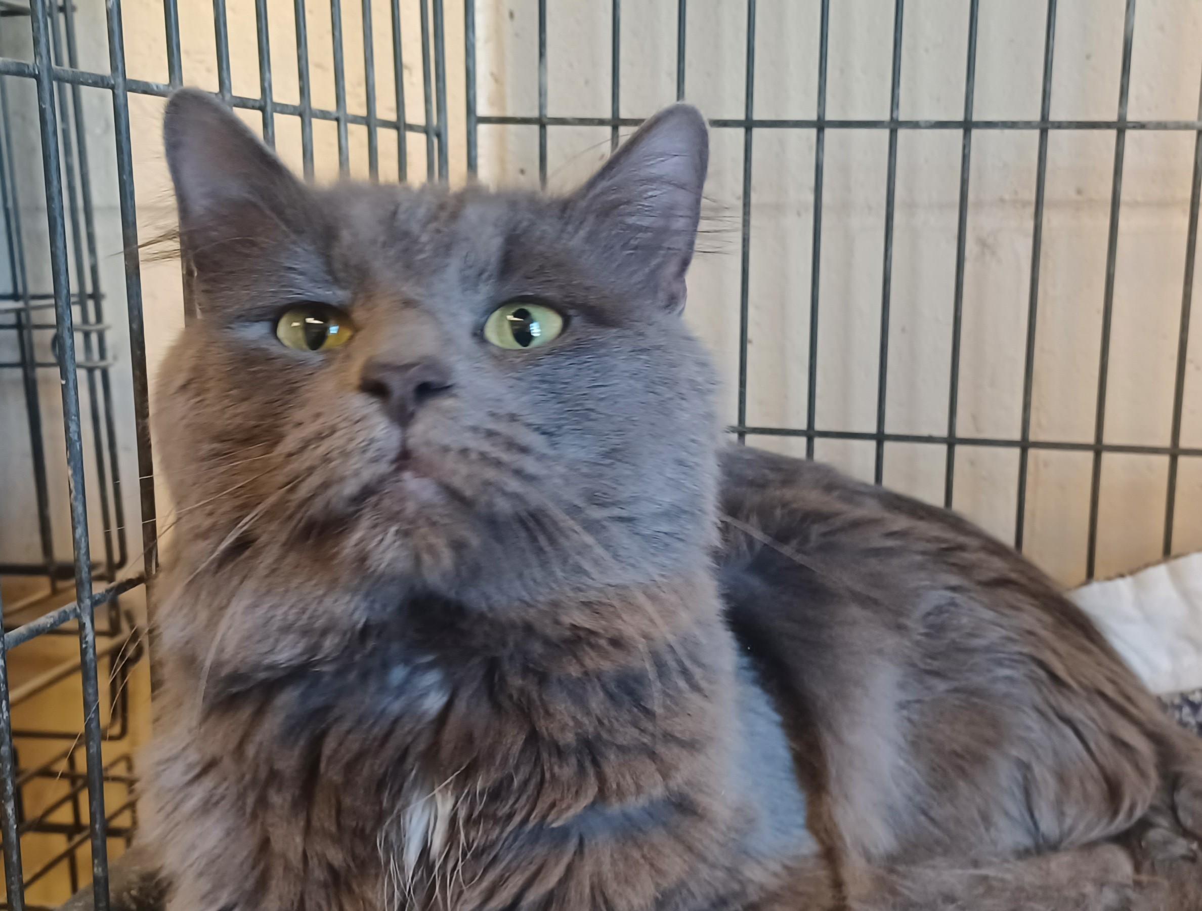 Wilco-hold Moreene, Adopted, Adult Male Domestic Medium Hair.