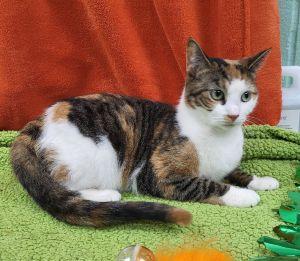 Enlarge Katarella, a ADOPTABLE Domestic Short Hair in Bucyrus, OH image 3/3