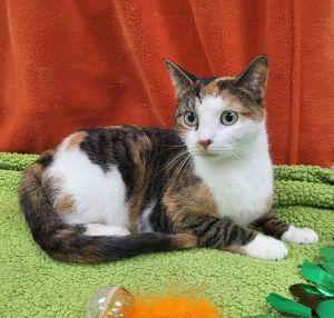 Enlarge Katarella, a ADOPTABLE Domestic Short Hair in Bucyrus, OH image 2/3
