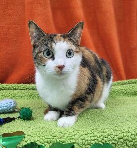 Katarella, ADOPTABLE, Adult Female Domestic Short Hair.