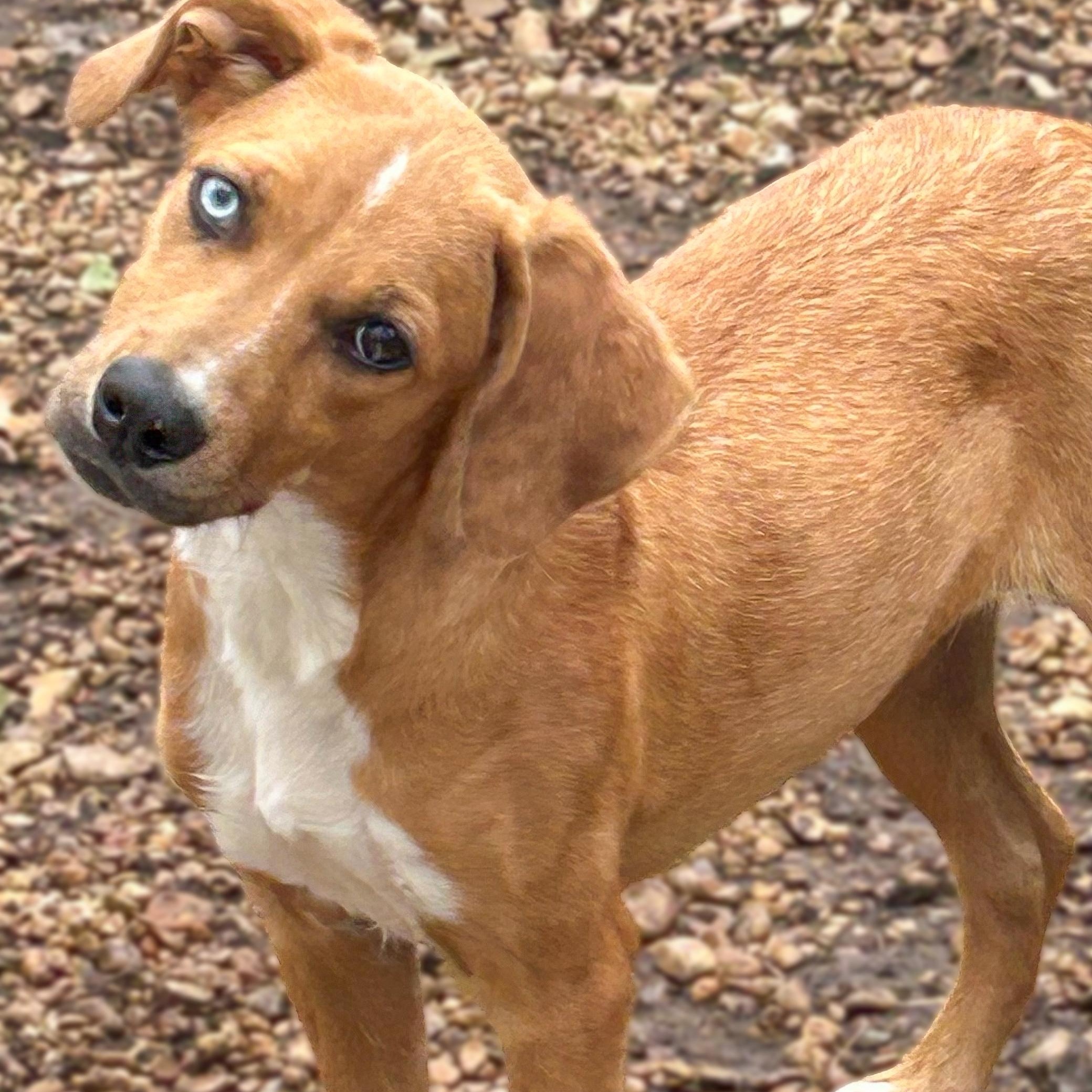 Enlarge Skye aka Renee, a Adoptable mixed breed in North Kingstown , RI image 3/6
