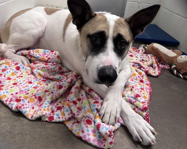 Enlarge ROCCO, a Adoptable mixed breed in Olathe, KS image 1/1