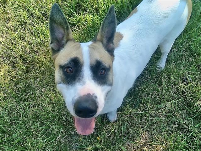 ROCCO, Adoptable, Young Male Akita & Mixed Breed.