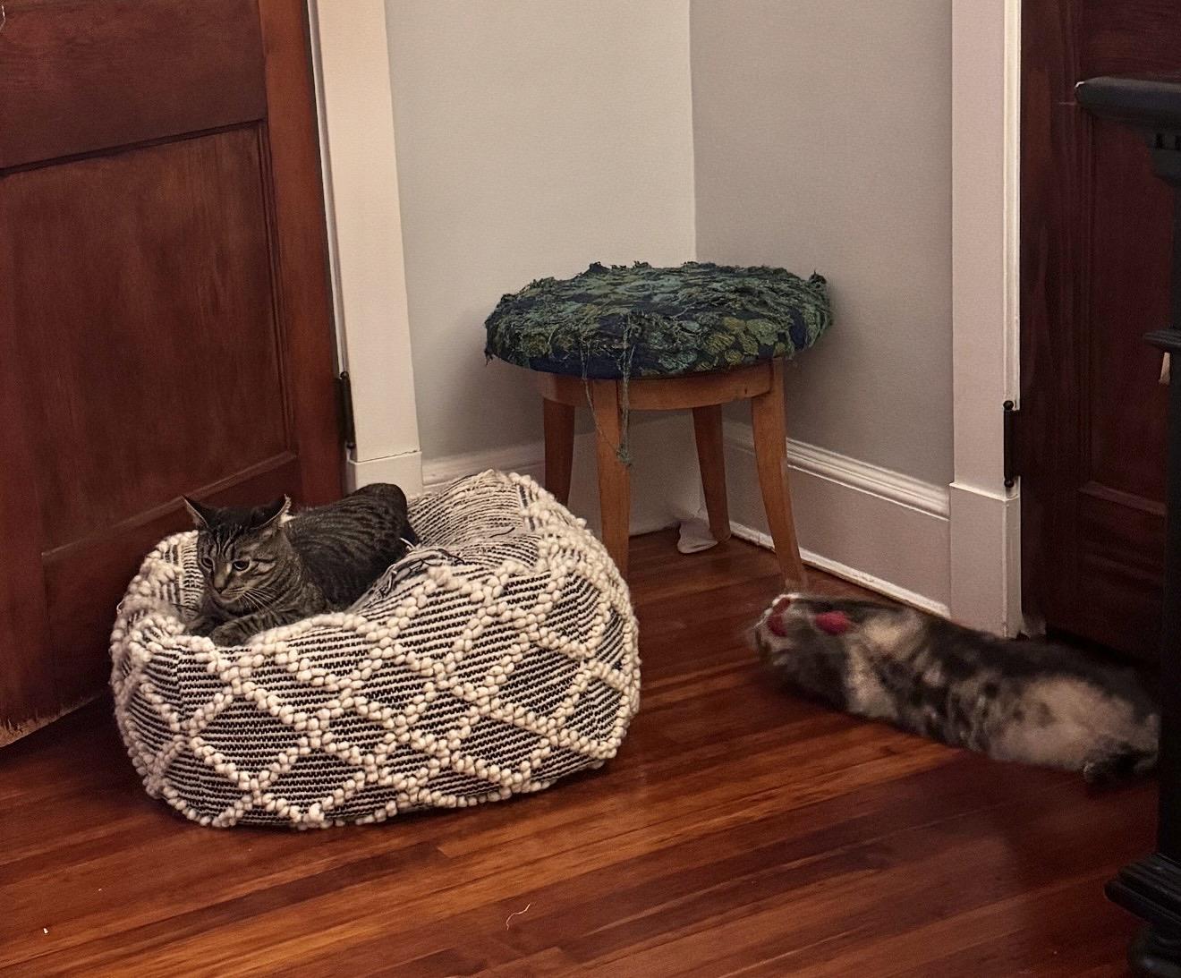 Enlarge Bonded Brothers Howl and Mitch, a Adoptable American Shorthair in Staten Island , NY image 6/6