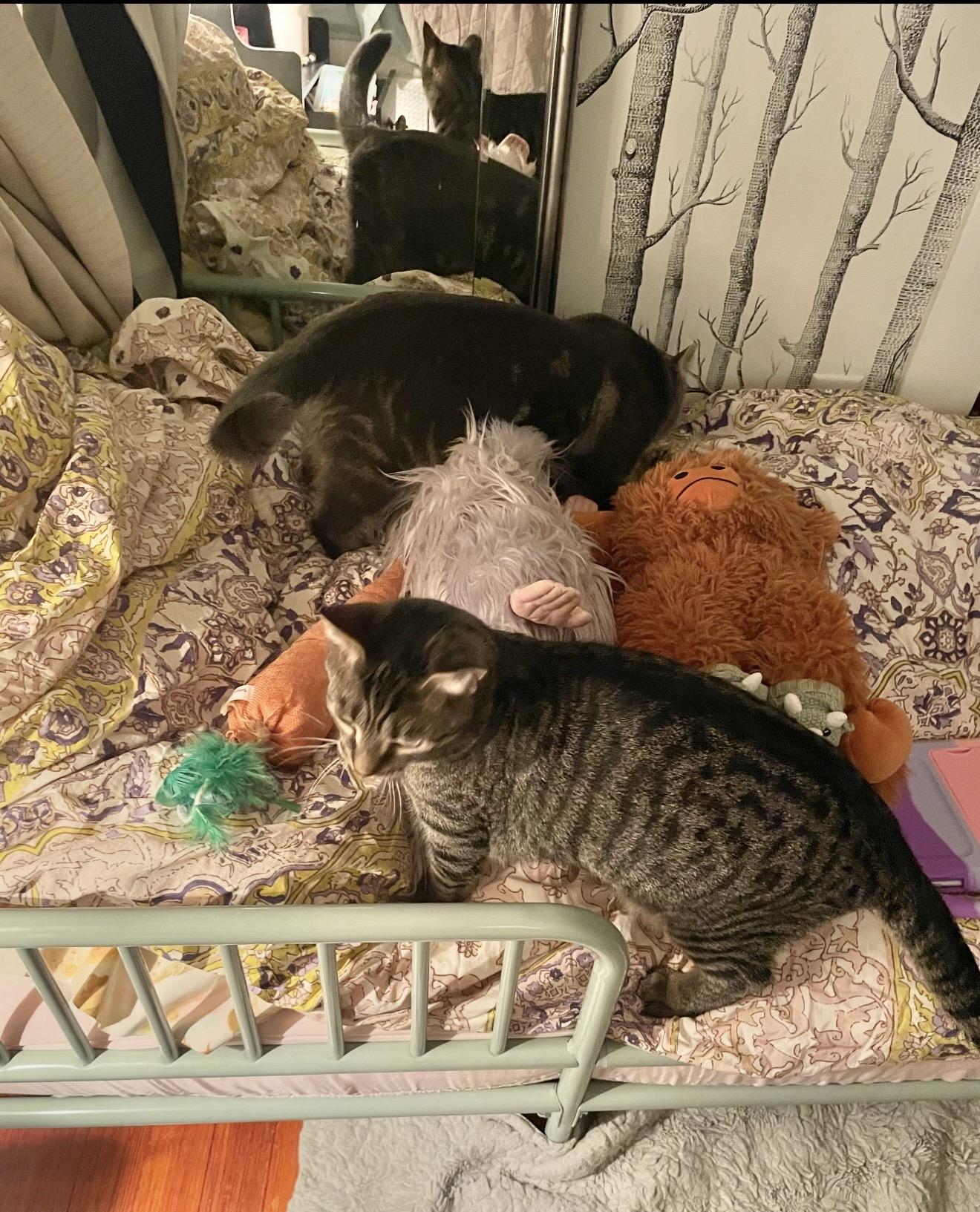 Enlarge Bonded Brothers Howl and Mitch, a Adoptable American Shorthair in Staten Island , NY image 3/6