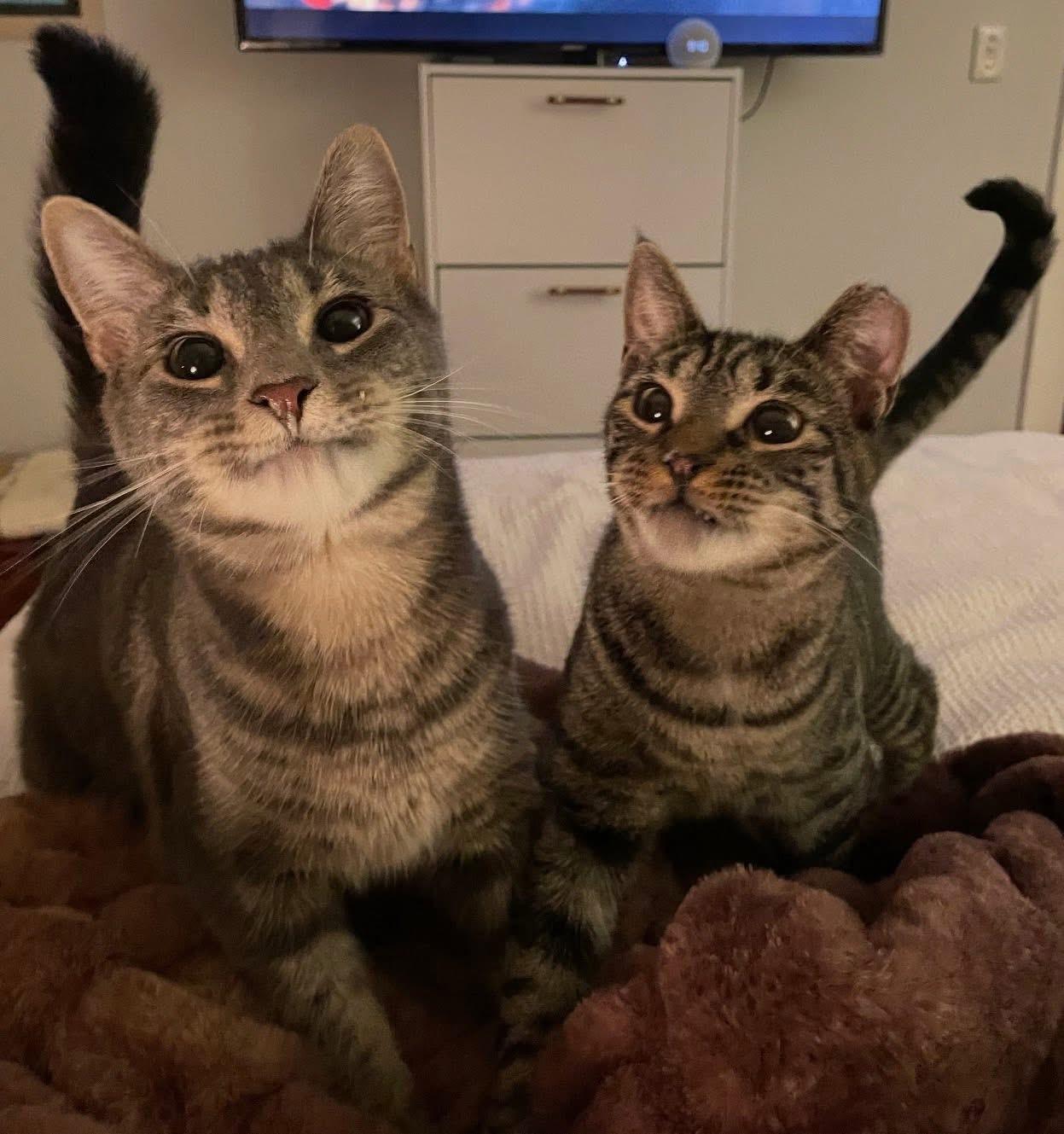 Bonded Brothers Howl and Mitch, Adoptable, Young Male American Shorthair.
