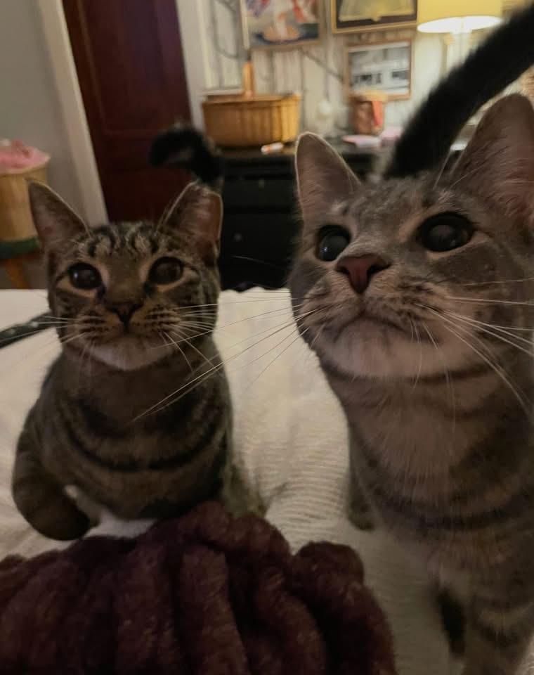 Enlarge Bonded Brothers Howl and Mitch, a Adoptable American Shorthair in Staten Island , NY image 5/6