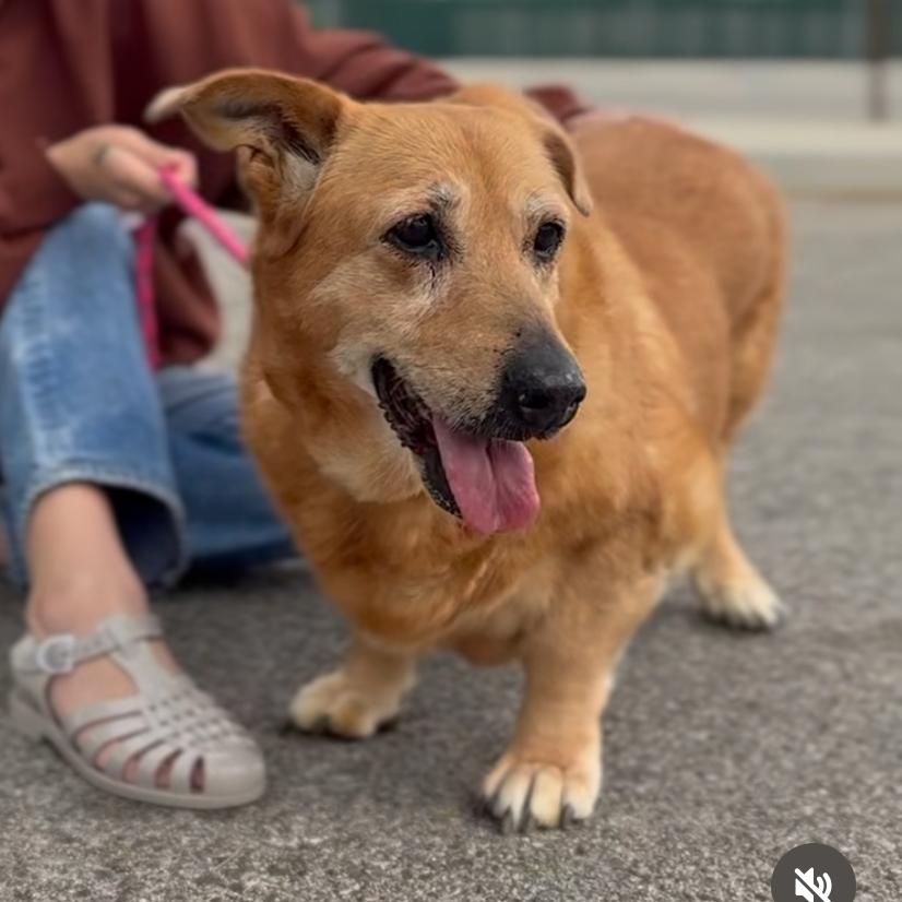 Mahjong, a Adoptable Dachshund in Los Angeles, CA image 2/6