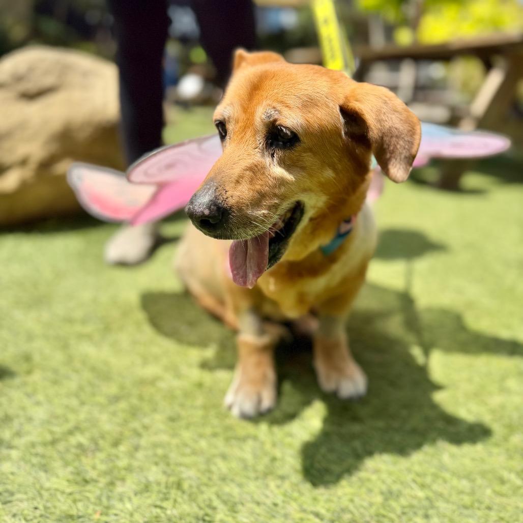 Mahjong, a Adoptable Dachshund in Los Angeles, CA image 3/6