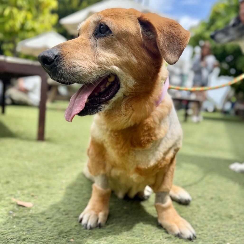 Mahjong, a Adoptable Dachshund in Los Angeles, CA image 4/6