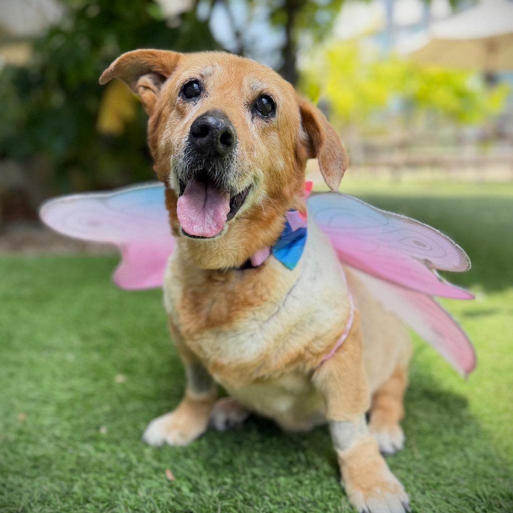 Mahjong, a Adoptable Dachshund in Los Angeles, CA image 5/6