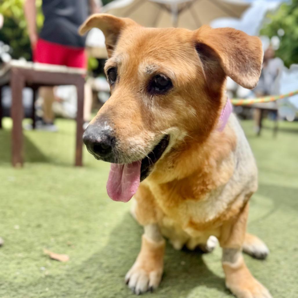Mahjong, a Adoptable Dachshund in Los Angeles, CA image 6/6