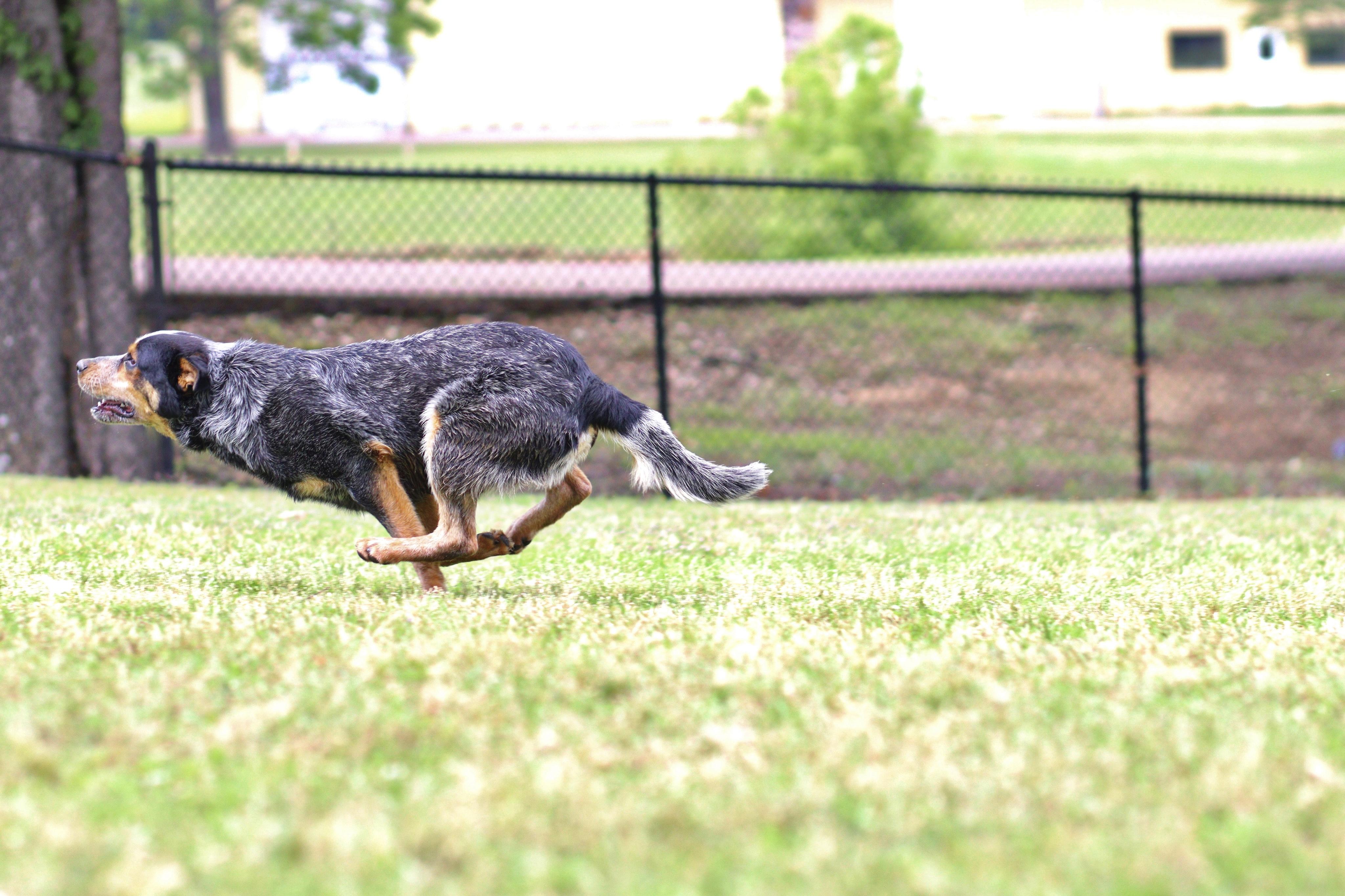 Enlarge Tocker, a ADOPTABLE Australian Cattle Dog / Blue Heeler in Collierville, TN image 3/5