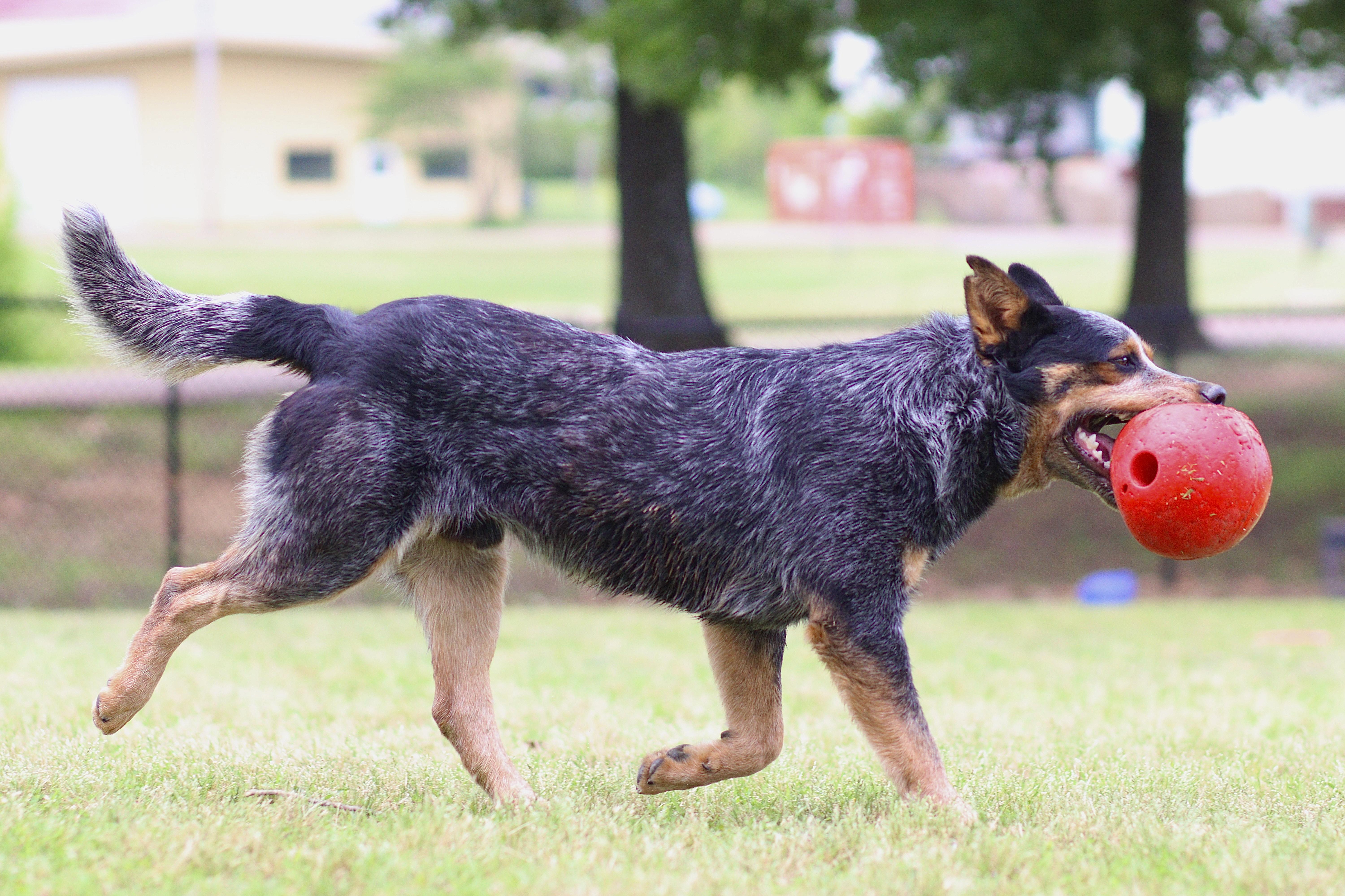 Tocker, ADOPTABLE, Young Male Australian Cattle Dog / Blue Heeler.