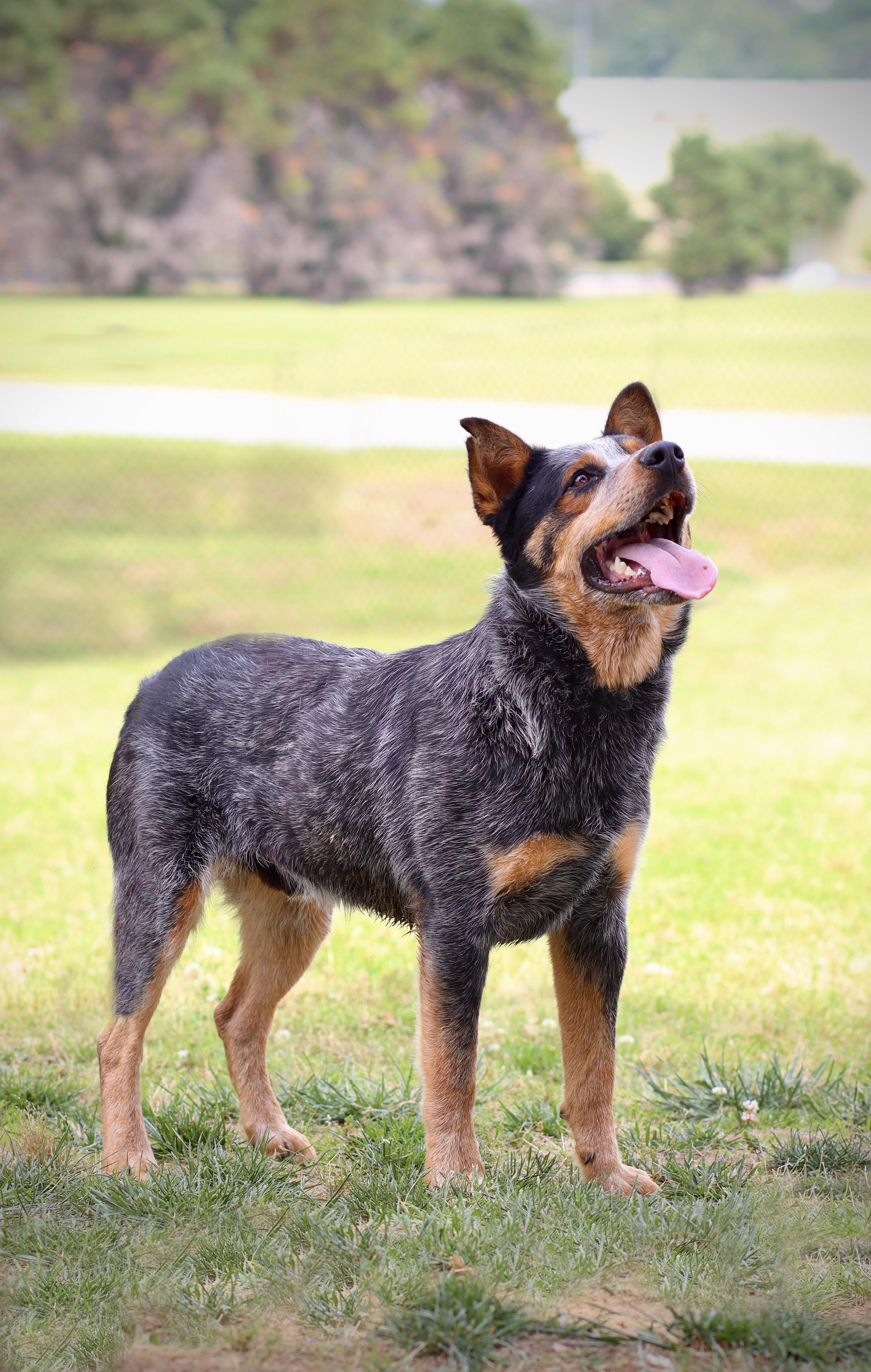 Enlarge Tocker, a ADOPTABLE Australian Cattle Dog / Blue Heeler in Collierville, TN image 5/5
