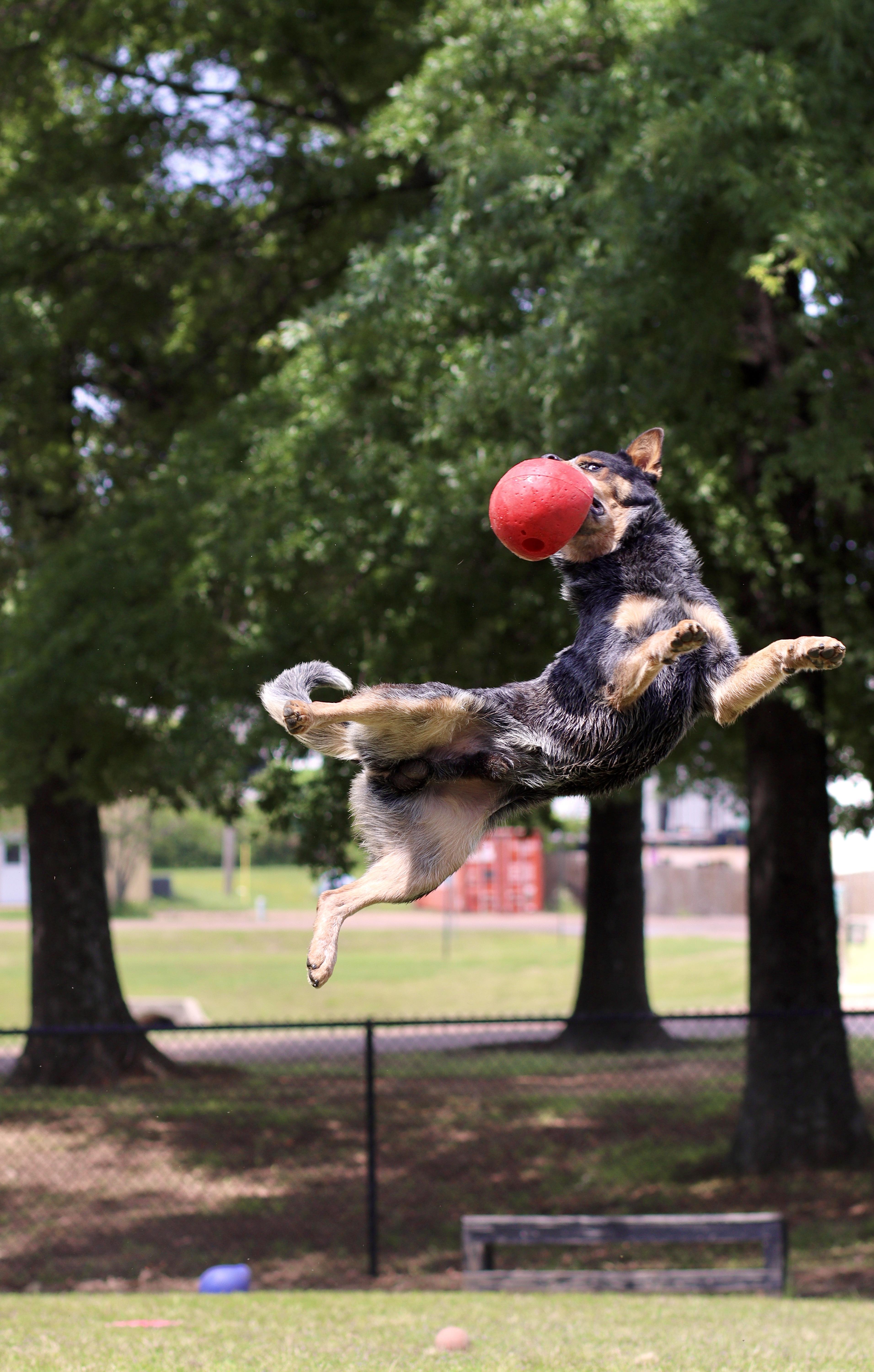 Enlarge Tocker, a ADOPTABLE Australian Cattle Dog / Blue Heeler in Collierville, TN image 2/5