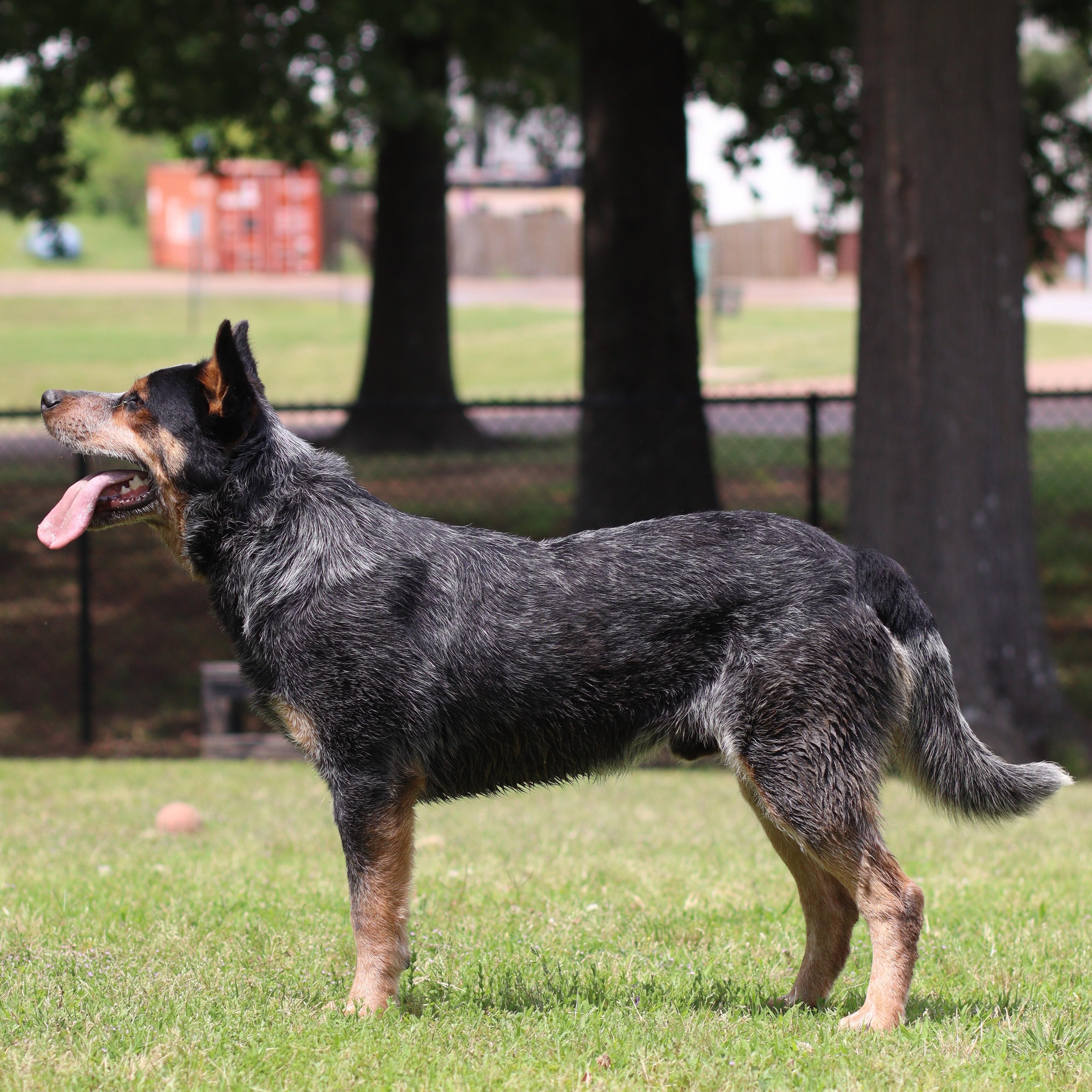 Enlarge Tocker, a ADOPTABLE Australian Cattle Dog / Blue Heeler in Collierville, TN image 4/5